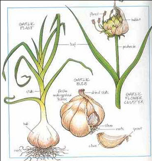 Image of Garlic companion plant for avocado trees